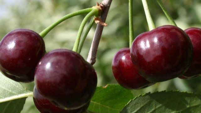 Описание сорта вишни «Владимирской»