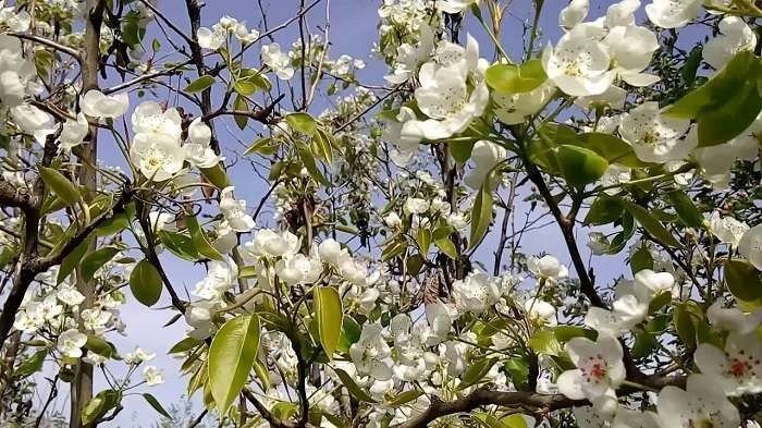 Цветение черемухи яблони груши
