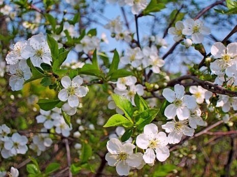 Вишня владимирская дерево цветение