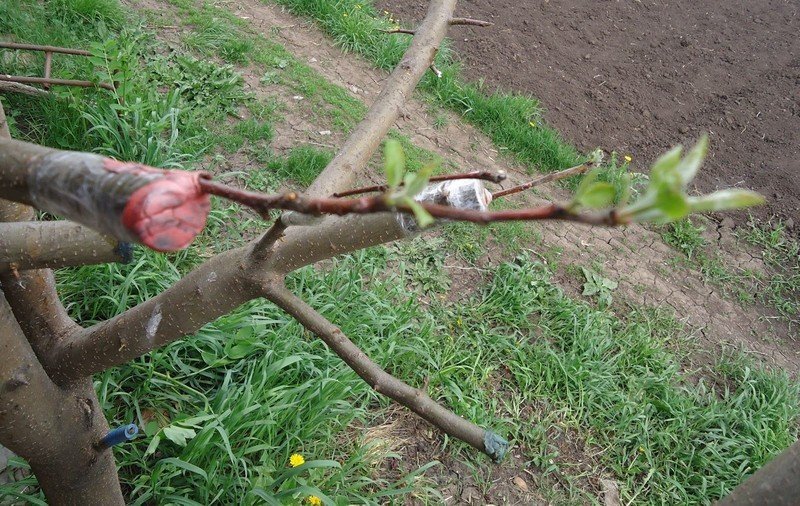 Прививка яблони весной для начинающих
