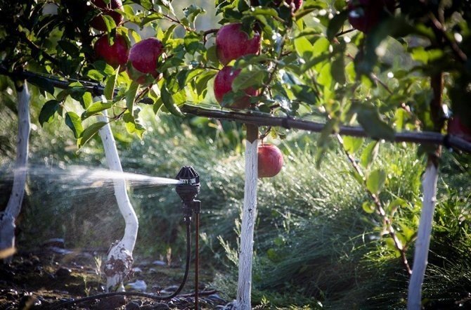 Капельное орошение интенсивный яблоневый сад