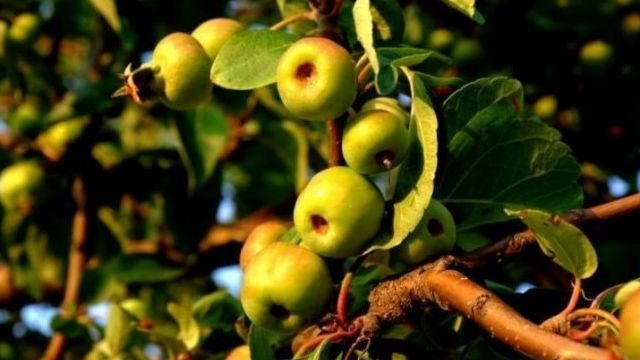 Как летом с помощью прививки из дикой яблони сделать культурное плодовое дерево