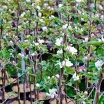 Как посадить яблоню саженцами весной?