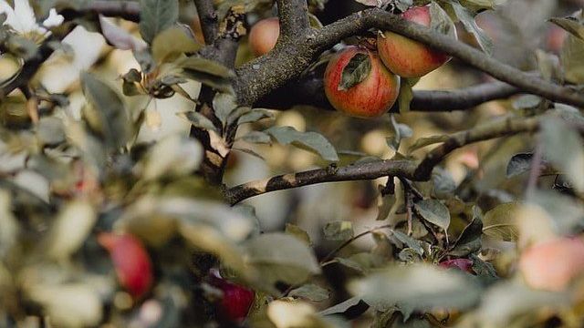 Как правильно обрезать яблоню при посадке осенью