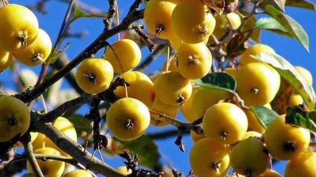 Китайская золотая яблоня — Дневник садовода semena-zdes
