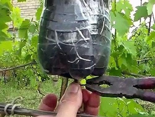 Черенкование винограда воздушными отводками