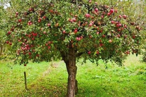 Дерево яблоня в саду больших размеров