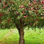 Когда сажать яблони осенью в подмосковье