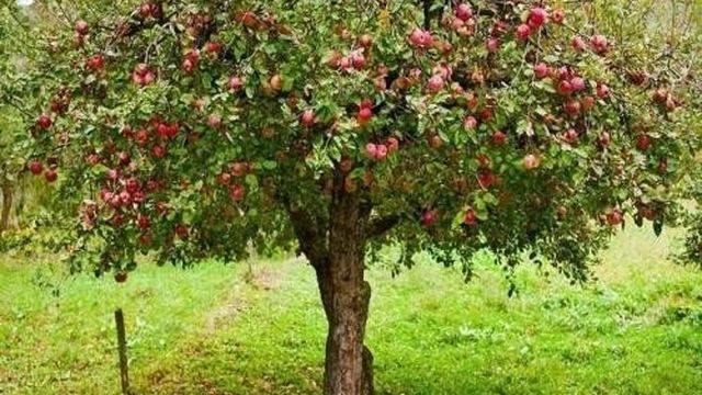 Когда сажать яблони осенью в подмосковье