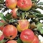 Колоновидная яблоня васюган описание фото отзывы