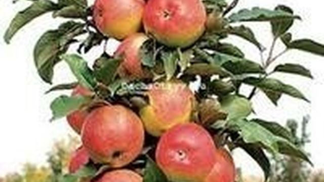 Колоновидная яблоня васюган описание фото отзывы
