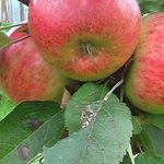 Колоновидная яблоня Васюган: описание, опылители, фото и отзывы
