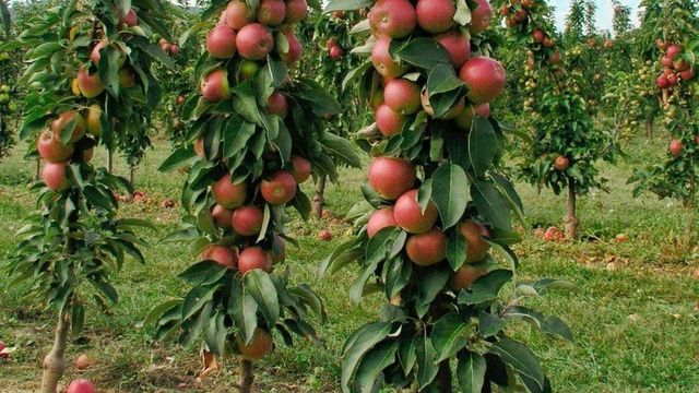 О посадке и уходе за колоновидной яблоней, агротехника выращивания