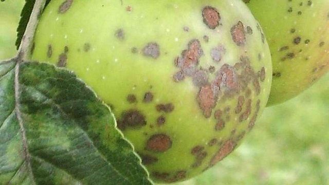 Коричневые пятна на листьях яблони, почему появляются и что с эти делать?