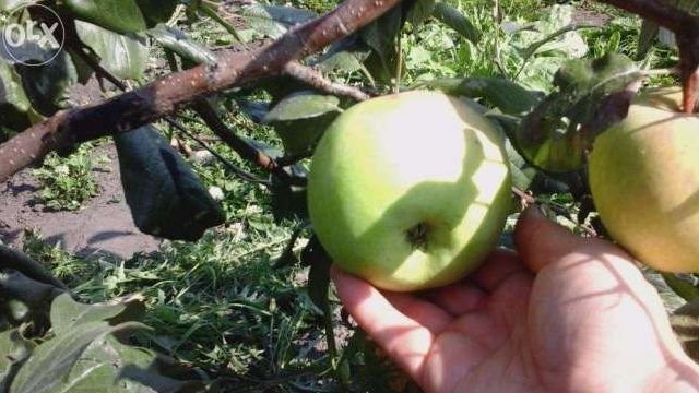 Крупноплодная зимняя яблоня Фермер