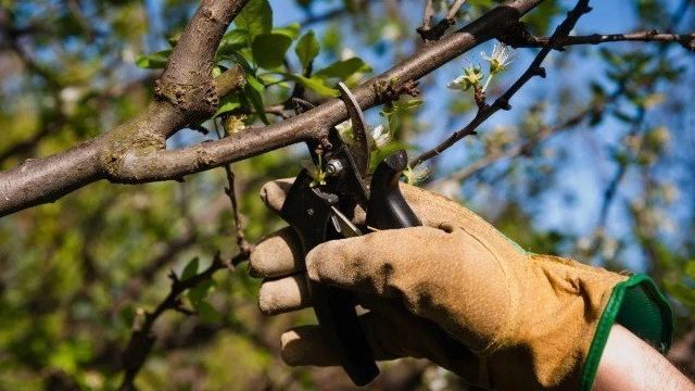 Можно ли производить обрезку плодовых деревьев летом