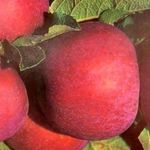 Малиновка — описание и отзвывы садоводов про сорт яблок