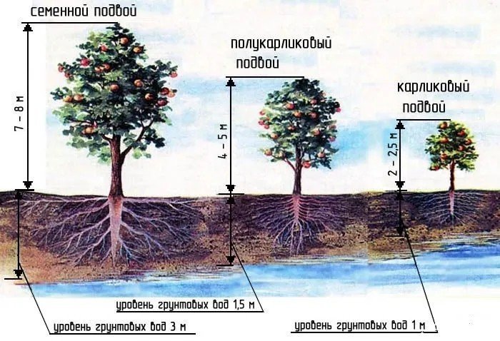 Схема посадки деревьев и кустарников