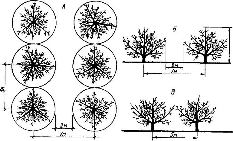 Схема посадки колоновидных яблонь расстояния меж деревьев
