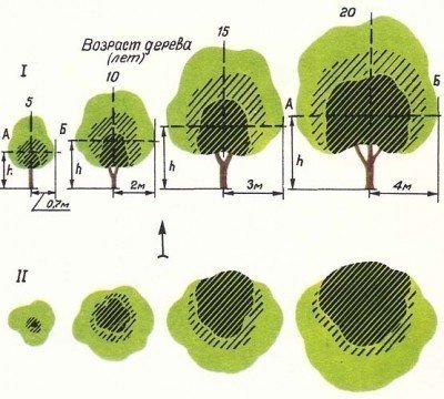 Схема посадки плодовых деревьев по сторонам света
