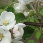 Нужно ли обрывать цветы у яблони в первый год цветения