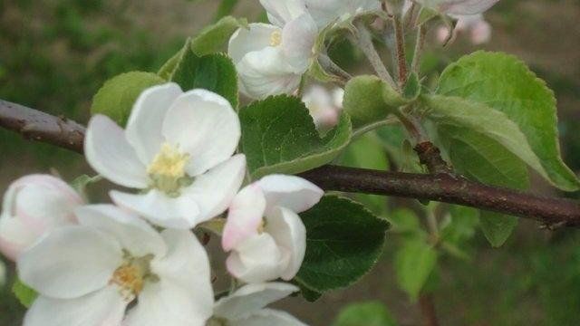 Нужно ли обрывать цветы у яблони в первый год цветения