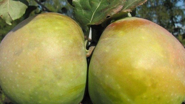 Обработка яблонь от вредителей и от болезней