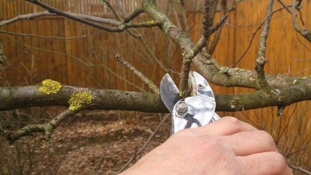 Как обрезать яблони весной: сроки и схемы для старых и молодых деревьев