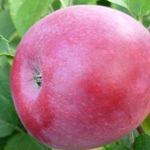 Описание и характеристики сорта яблонь Слава победителям, выращивание и уход