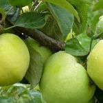 Описание и тонкости выращивания яблони Антоновка