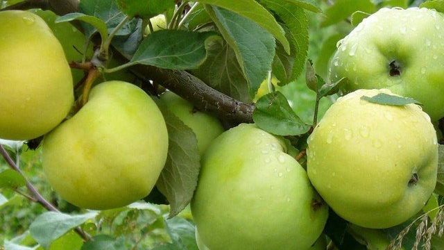 Описание и тонкости выращивания яблони Антоновка