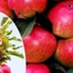 Описание сорта яблони Арбат: фото яблок, важные характеристики, урожайность с дерева