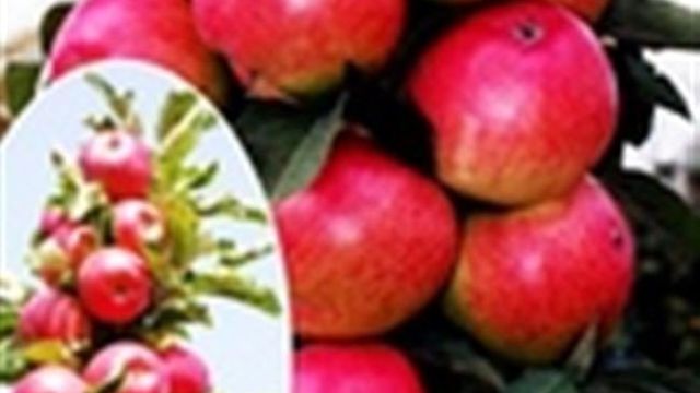 Описание сорта яблони Арбат: фото яблок, важные характеристики, урожайность с дерева
