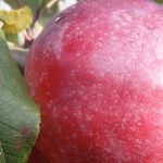 Особенности выращивания и ухода за яблоней сорта Либерти