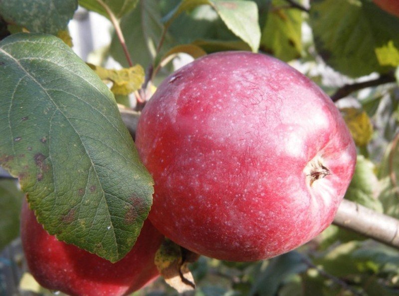 Сорт красных яблок
