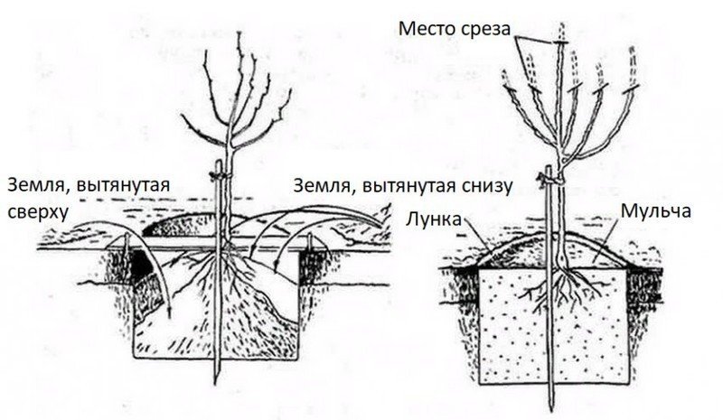 Схема посадки саженцев плодовых деревьев
