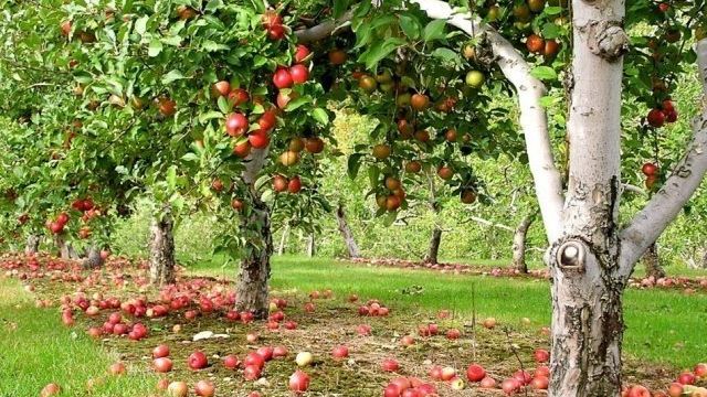 Почему яблоня сбрасывает плоды до их созревания, когда они совсем маленькие