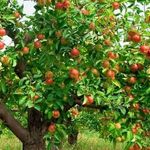 Почему трескается кора на яблонях