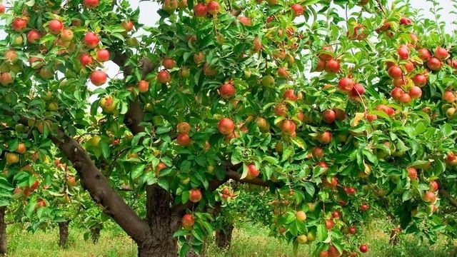 Почему трескается кора на яблонях
