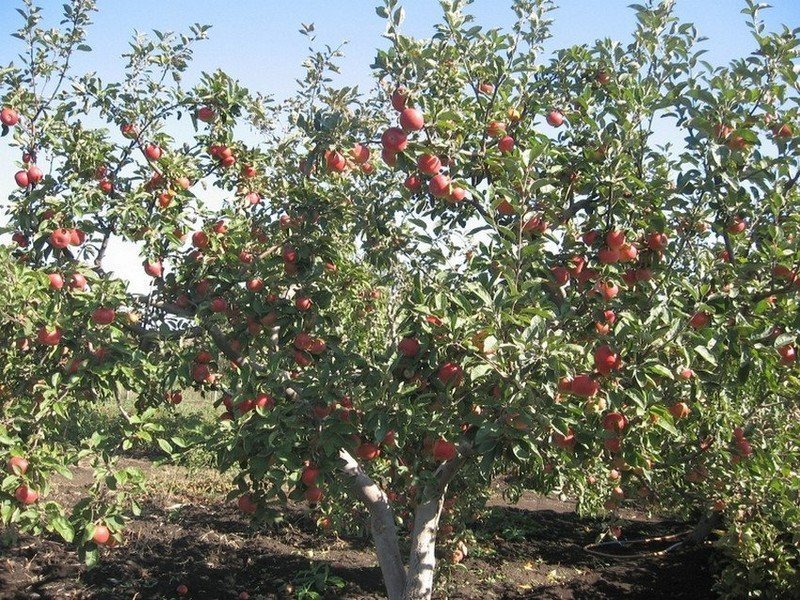 Интенсивный сад яблоня