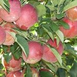 Подробная характеристика и особенности выращивания яблони сорта Джонатан