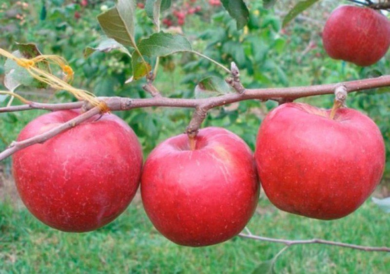Сорт яблони рубинола