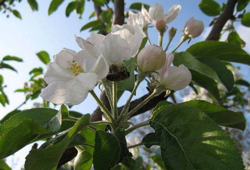 Яблоня джонатан цветение
