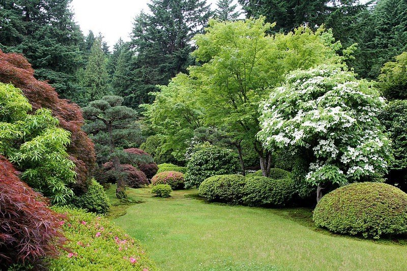 Вечнозеленые кустарники для японского сада