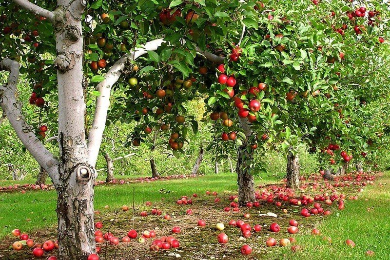 Яблоня аркадик дерево