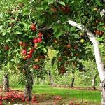 Пошаговое руководство по посадке яблони осенью