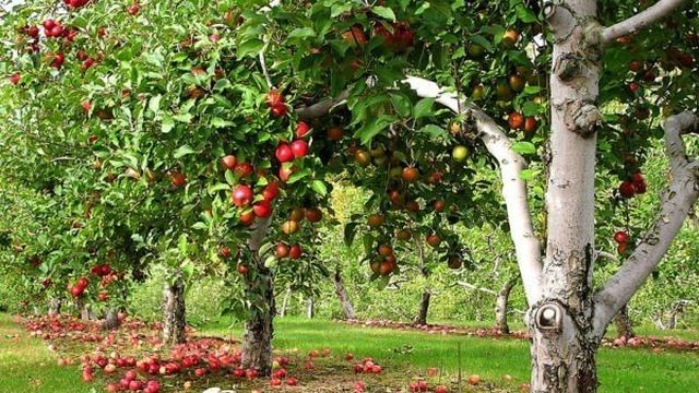 Посадка яблони осенью: можно ли сажать и как правильно подготовиться
