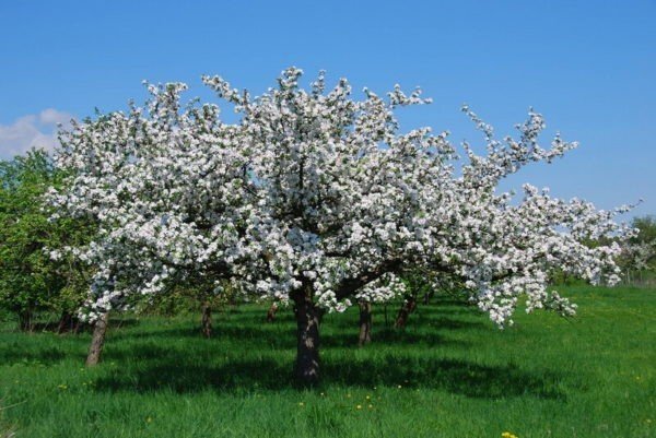 Яблоня цветет дерево