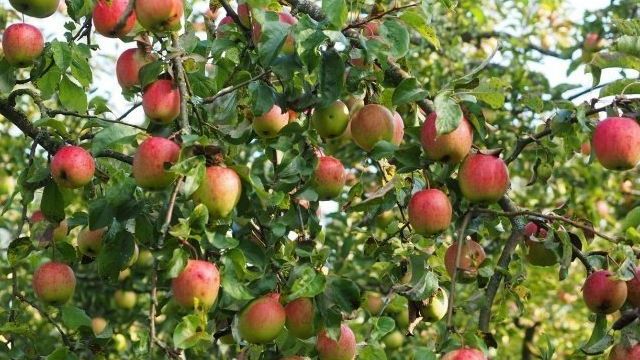 Правила грамотного ухода за яблоней в различное время года