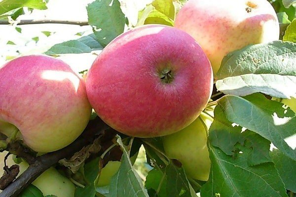 Яблоня сорт грушовка ревельская